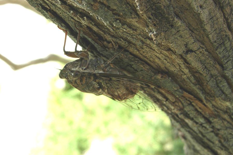 Da Creta: Cicada orni e Hyalestes sp.